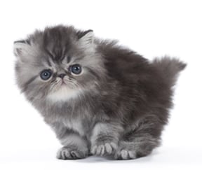 Cat's Meow: Survey Says Owners Love, Misunderstand Feline Friends