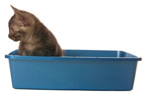 Stop Feline Urinary Tract Problems With a Clean Litter Box