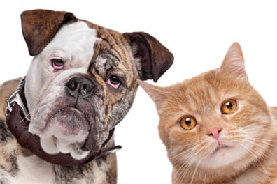 Help Your Pets Avoid the Threat of Fleas