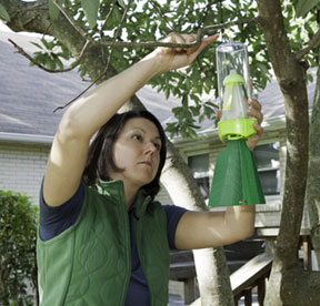 Eco-friendly Tips to Protect Homes From Pesky Bugs