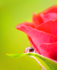 <b>Roses at the Rose Parade Treated to Filtered Water</b>
