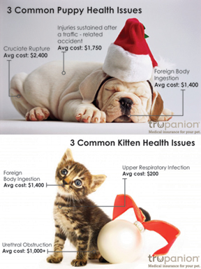 Is There a New Puppy or Kitten Under Your Tree This Year?