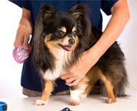 Bring Dog Grooming Costs to Heel