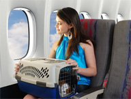 Sweeten the Kitty: Tips for Easier Traveling with Pets