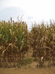 <b>Products To Save Water During Drought</b>